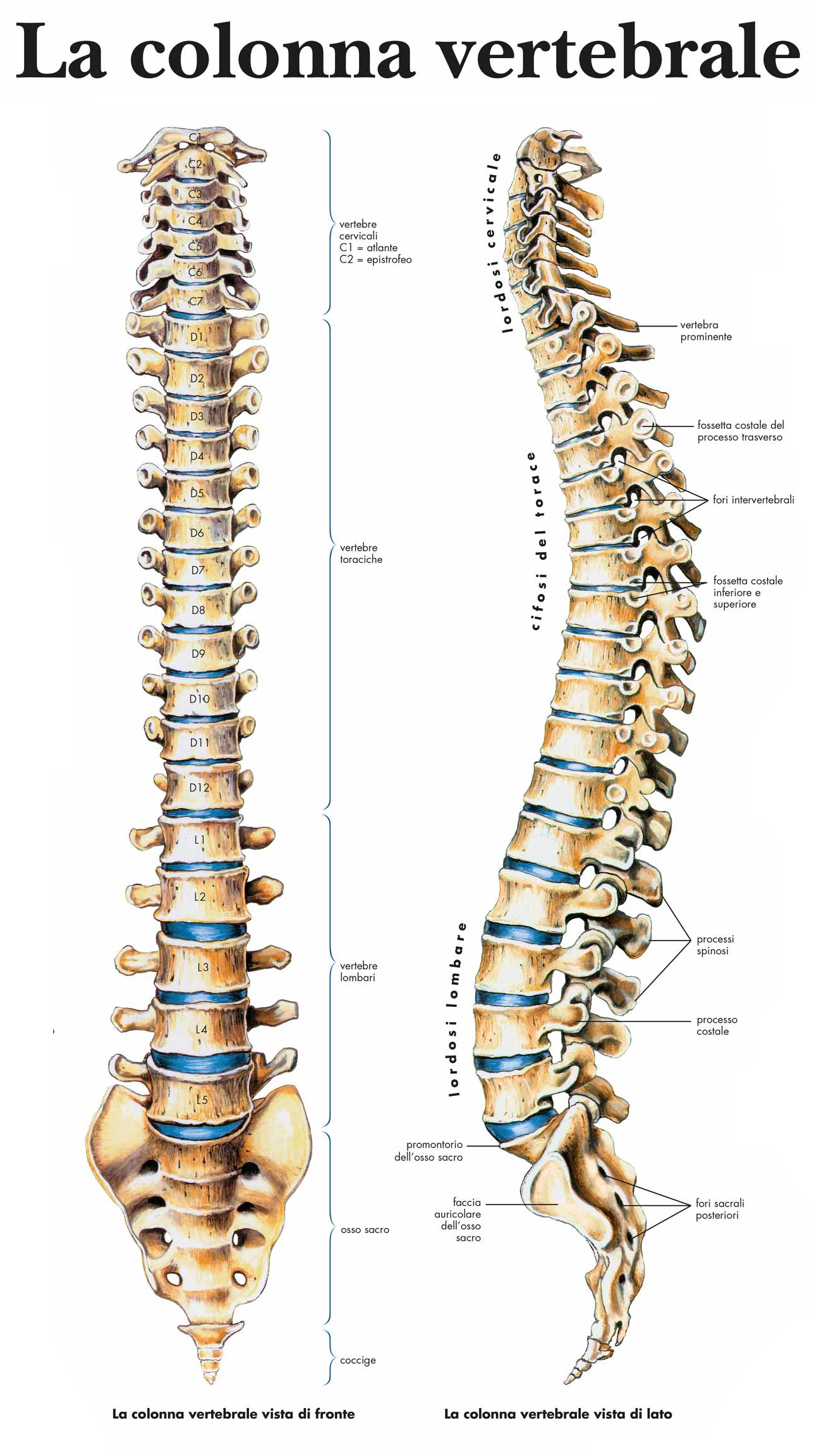 Colonna vertebrale